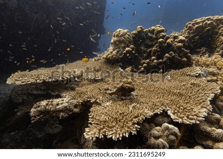 Marine biology ecosytem staghorn coral reef and colorful sea fish swim around with deep dive blue water underwater landscape background