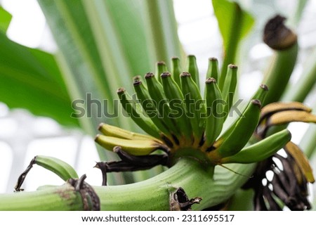 banana palm tree. tropical plant, Musa paradisiaca