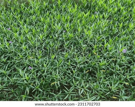 green grass pattern texture,green grass background ,top view background of grass garden, green backdrop, lawn for football field, golf course lawn