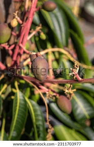 Close up of young mango growing on tree, an edible fruit produced by the tropical tree Mangifera indica. Believed to be native from southern Asia