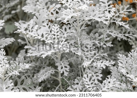 Silver RagWort, a perennial plant belonging to the Asteraceae family. Dusty Miller, Jacobaea maritima, senecio cineraria  Royalty-Free Stock Photo #2311706405