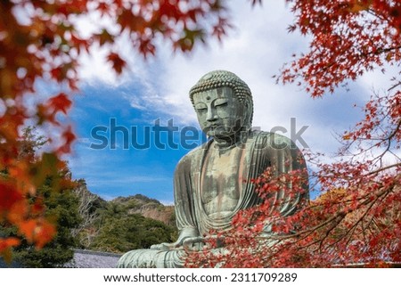 the Great Buddha Daibutsu know as Ancient bronze statue  and autumn maple leaf, Kotoku-in temple, Japan, Asia. Royalty-Free Stock Photo #2311709289