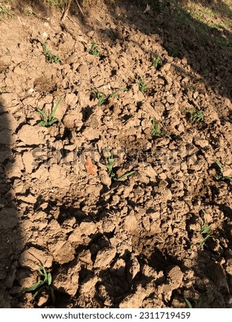 This photo shows a corn plant that has just started to grow on dry agricultural land with a hard brown texture due to lack of water entering the dry season