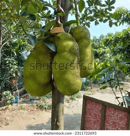 The national fruit of Bangladesh is jackfruit on the tree