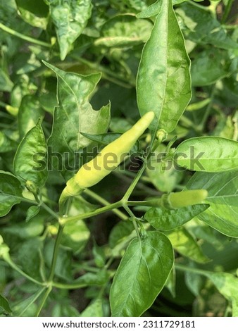 plant of green chilli shoot by iphone xs