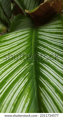 White striped leaf texture. Green and white leaves. wallpaper. background