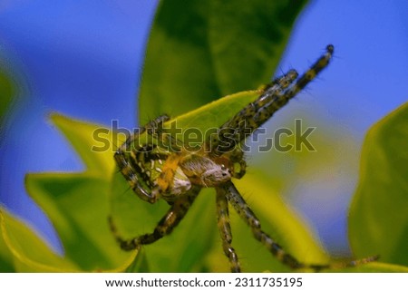 Macro Photography. Closeup photo of salticidae spiders or better known as jumping spiders among green leaves in the city of Bandung - Indonesia