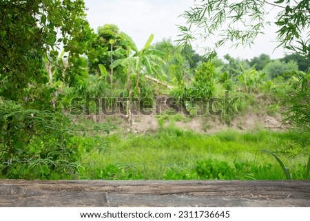 wood planks in nature background,product display and picnic concept,Empty wood table top and blurred green tree in the park garden background