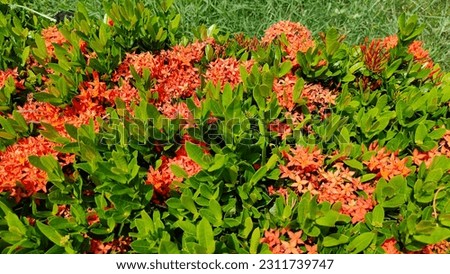 Red flower background, West Indian Jasmine, blooms in a bouquet at the top, which has a flower stalk held within a bouquet with small flowers, a small tube with about 4-5 petals on top.