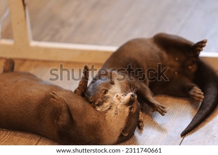 two Otters feel happy and lying down