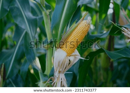 Corn plant (Zea mays sp; tanaman jagung). It's one of the most important carbohydrate-producing food crops in the world, apart from wheat and rice. Royalty-Free Stock Photo #2311743377