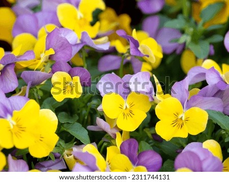 Colorful viola flowers planted in a flower bed