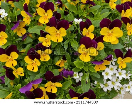 Decorative spring summer flowers viola cornuta in vibrant yellow purple top view, floral wallpaper background with blooming yellow purple pansy flowers