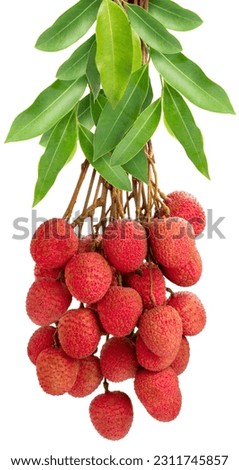Bunch of Red Lychee fruit isolated on white background, Fresh Red Lychee or Litchi chinensis fruit on white Background With clipping path. Royalty-Free Stock Photo #2311745857