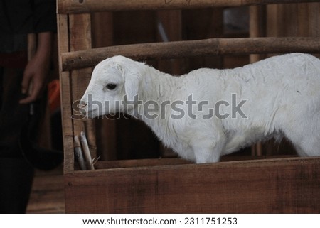 baby lamb in the pen with its mother resting