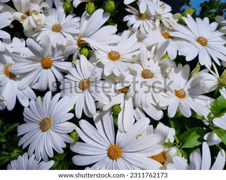 Beautiful, fresh, vibrant African chamomile flowers with raindrops