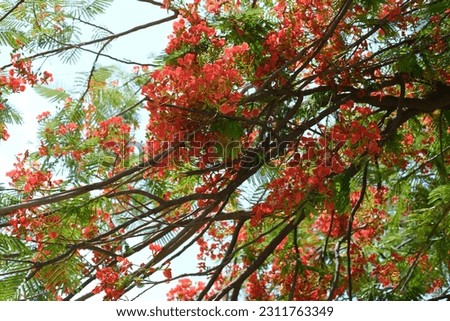 Picture of Gulmohar tree in Delhi 
 Gulmohar ( Delonix regia) , also called the Royal Poinciana, or sometimes the flame tree or fire tree, has been an inspiration for poets and writers.