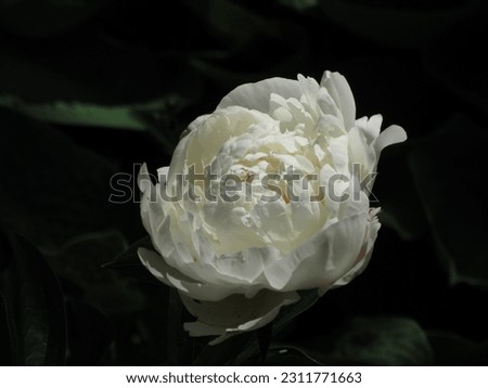 Close-up photo of a white peony flower against a dark background