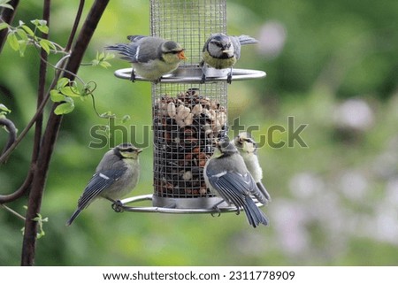 Multiple blue titmice perched on a feeder, their colorful feathers adding a vibrant touch. A delightful gathering of birds enjoying a meal together. Royalty-Free Stock Photo #2311778909