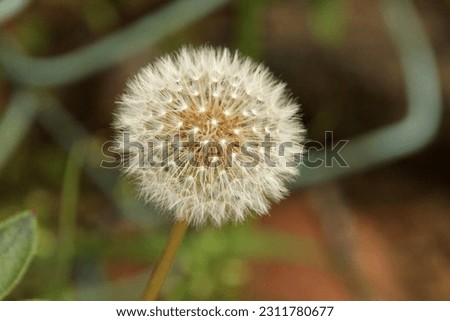 Dandelion - A dandelion flower head composed of numerous small florets. Seed Head of Dandelion