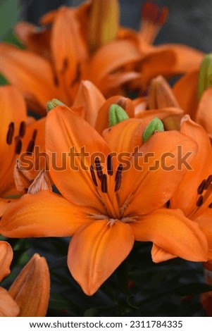 A whole bunch of bright orange lilies flowers in full bloom. The flowers take up almost the entire frame of the picture with just a little dark contrast along the edges.