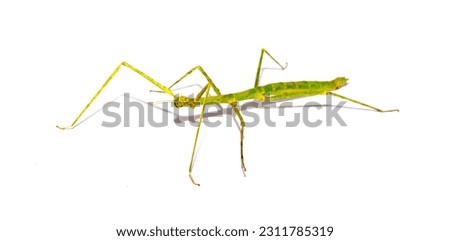Insect sticks Spanish isolated on white background. Exotic pet hand insect stick insect. Royalty-Free Stock Photo #2311785319