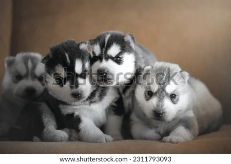 siberian huskies and cute puppies Royalty-Free Stock Photo #2311793093