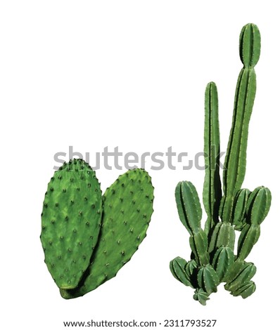 Cactus Nepal Botanical name Succulent plant, cactus, botany, leaf Royalty-Free Stock Photo #2311793527