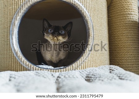 blue-eyed Devon rex cat looking forward from the box, cats concept. High quality photo