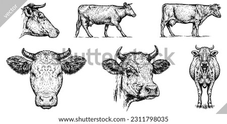 Vintage engraving isolated cow set illustration ink sketch. Farm bull background beef animal silhouette art. Black and white hand drawn vector image Royalty-Free Stock Photo #2311798035