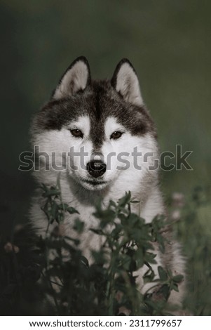 siberian husky dogs and pupppies