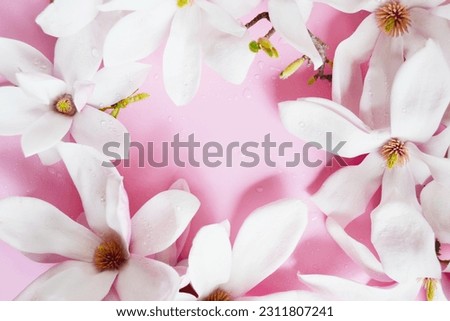Magnolia flowers, drops of water composition on the pink background. Fresh magnolia aroma. Idea of sweet pure smell of flowers for young girls. Place for text.