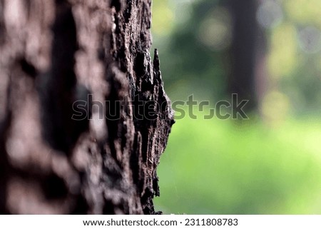 close up tree bark on blurry green background as nature template 