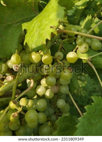 Close up of colourful bunch of grapes hanging on tree. A branch of Grapes with bunch of grapes. Grapes garden photography. With selective focus on subject.