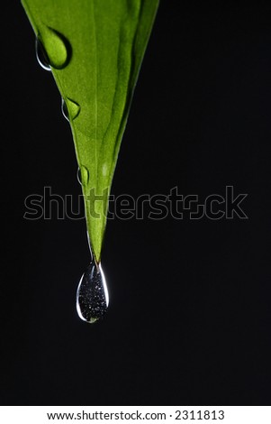 drop falling from a leaf