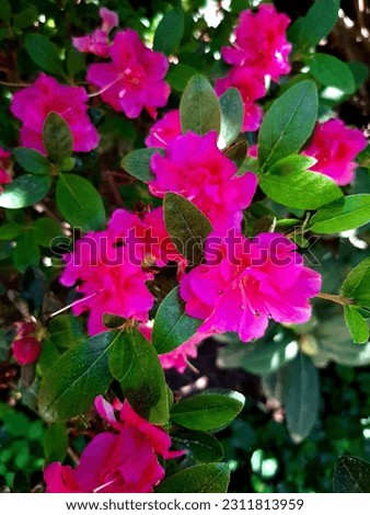Pink rhododendron blooming in a landscape park in the Crimea at the end of spring.