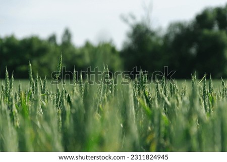 Landscape of growing wheat, Poland