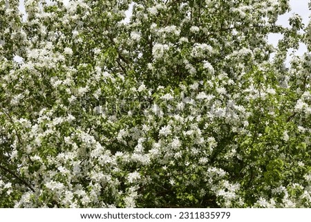 Natural floral background of a blooming beautiful apple tree in a city park on a sunny spring day