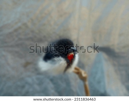 photo of a chilli bird found in the forest perched on a piece of bamboo twig