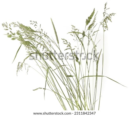 Bent grasses spikelet flowers wild meadow plants isolated on white background. Abstract fresh wild grass flowers, herbs. Royalty-Free Stock Photo #2311842347