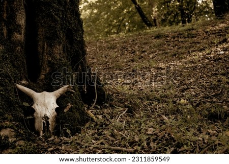 A picture of a cow skull next to a tree.