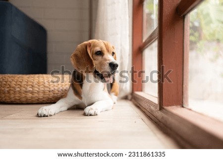 Beagle dogs are intelligent, lively, fun and do not stand still. There is overflowing cuteness. Slightly stubborn but can be trained to obey commands Royalty-Free Stock Photo #2311861335