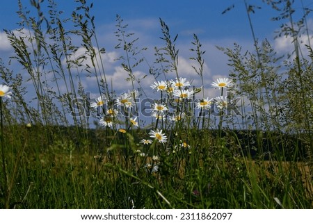 Wild daisy flowers growing on meadow, white chamomiles. Oxeye daisy, Leucanthemum vulgare, Daisies, Dox-eye, Common daisy, Dog daisy, Gardening concept. Royalty-Free Stock Photo #2311862097