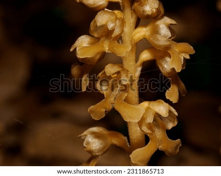 Neottia nidus-avis, the bird's-nest orchid, is a non-photosynthetic orchid, native to Europe, Russia, with sporadic presence in North-Africa and some parts of the Middle East. Royalty-Free Stock Photo #2311865713