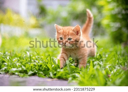 cat, orange kitten in the grass walking With confidence alone, with the tail held up Royalty-Free Stock Photo #2311875229