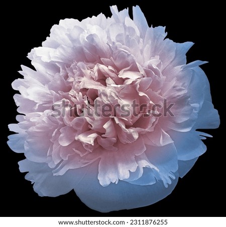 Peony flower  on  black  isolated background with clipping path. Closeup. For design. Nature.