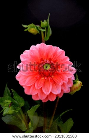 multicolored summer garden flowers on a black background