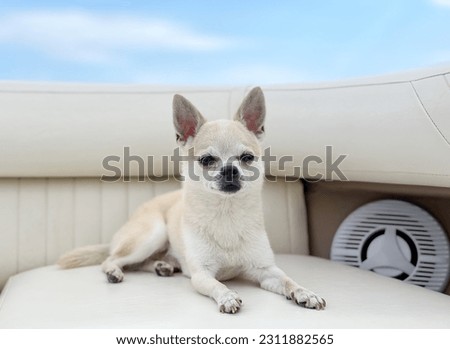 
a small dog, rasa chihuahua, is sailing with the boat, enjoying summer vacations with his owners, concept of vacations with domestic pets, vacations at sea, vacations on the beach
