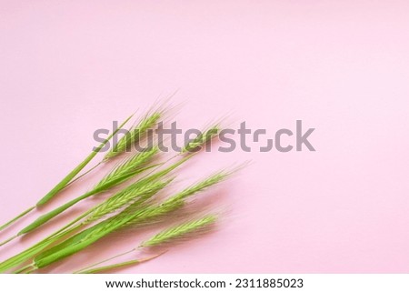 Green spikelets lie on a pink background. Lots of green spikelets on a pastel pink background. Young ears of wheat. young wheat and livestock.