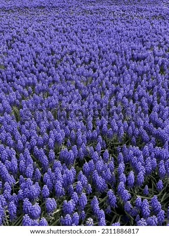 Grape hyacinths taken at the Istanbul tulip festival. Royalty-Free Stock Photo #2311886817
